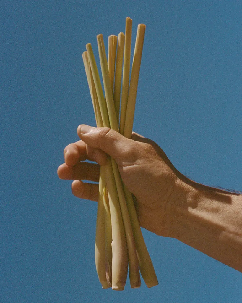 Lemongrass.webp