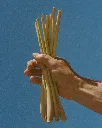 Lemongrass.webp
