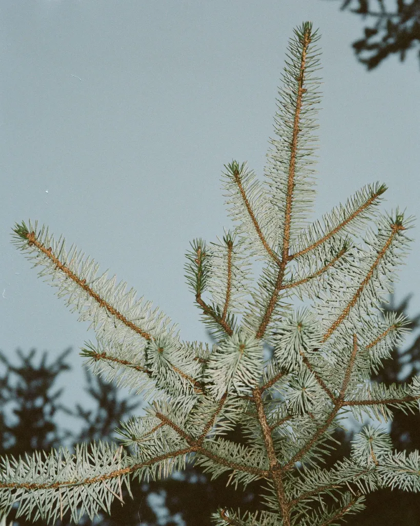 Scent_Winter_Pine.webp
