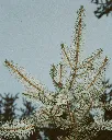 Scent_Winter_Pine.webp